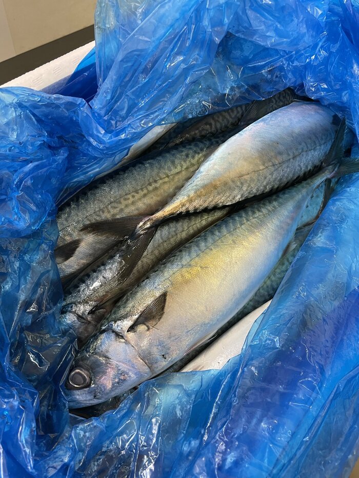実習で使われたサバ 提供:宮崎大学医学部感染症学講座寄生虫学分野