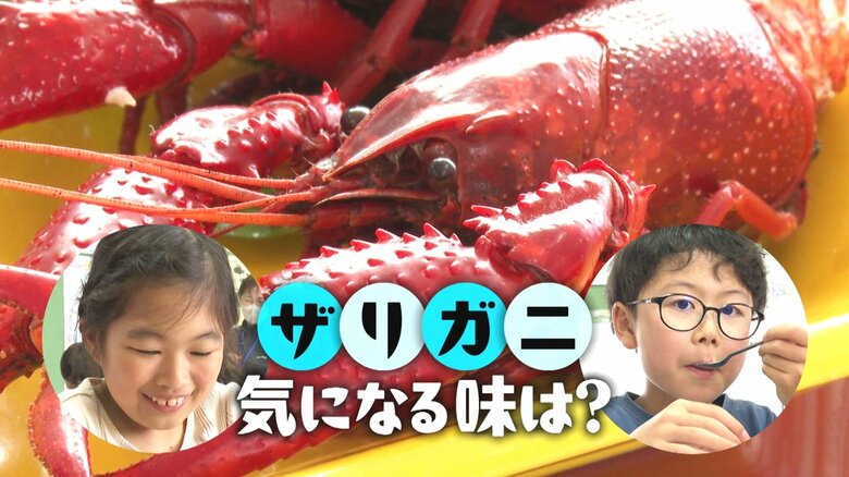 見た目はエビ？ゆでた“ザリガニ”の味は…「思ったよりカニ」 小学校で地元の郷土食学ぶ試食授業！新潟｜FNNプライムオンライン